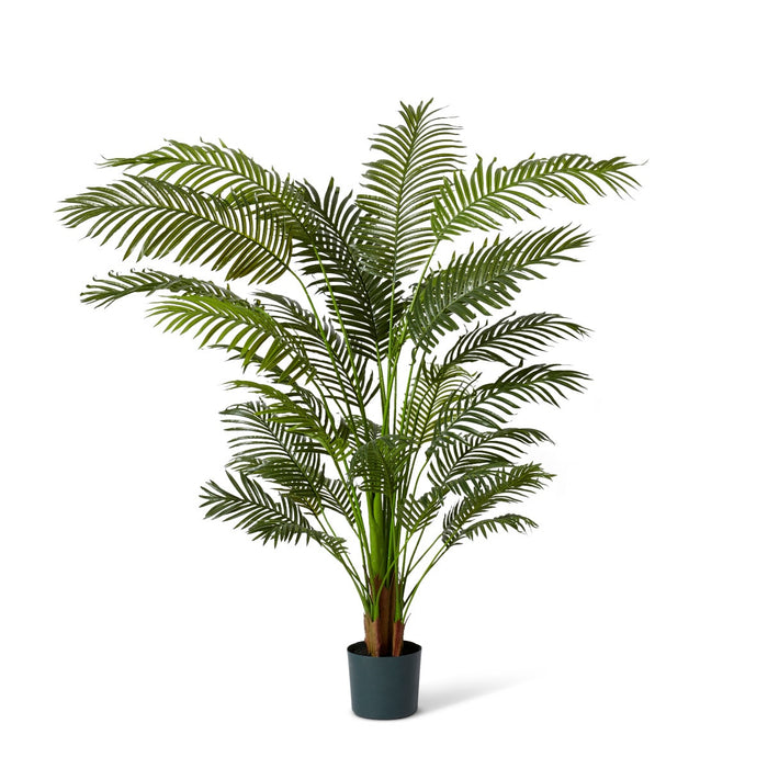 Palm Areca - Green, 183cm (H)