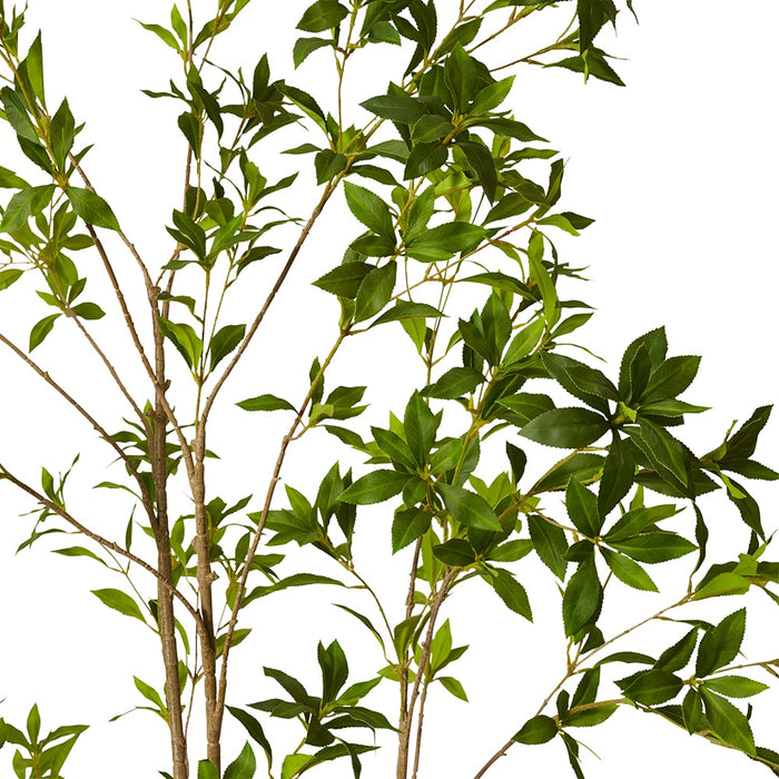 Pieris Japonica Tree - Green, 210cm (H)