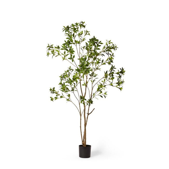 Pieris Japonica Tree - Green, 210cm (H)