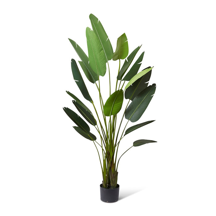 Bird of Paradise - Green, 310cm (H)