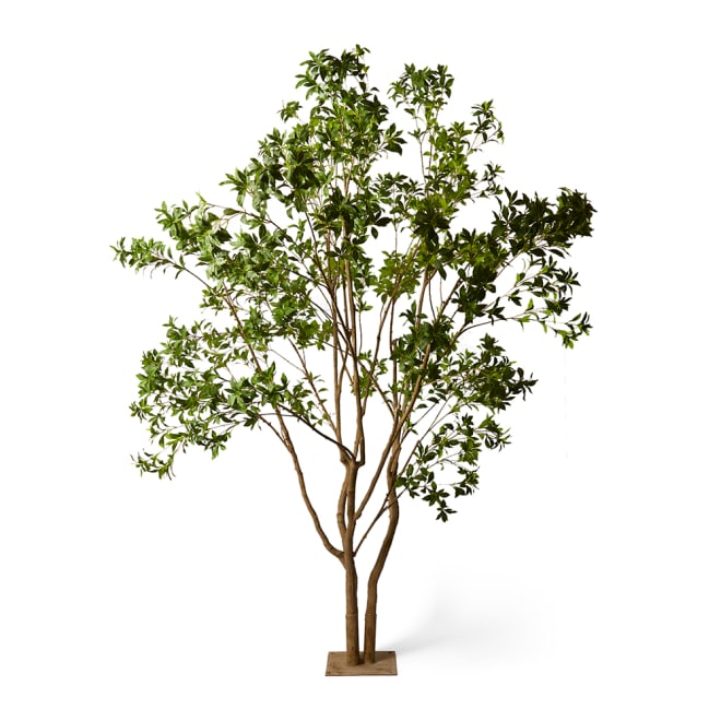 Pieris Japonica Tree - Green, 290cm (H)