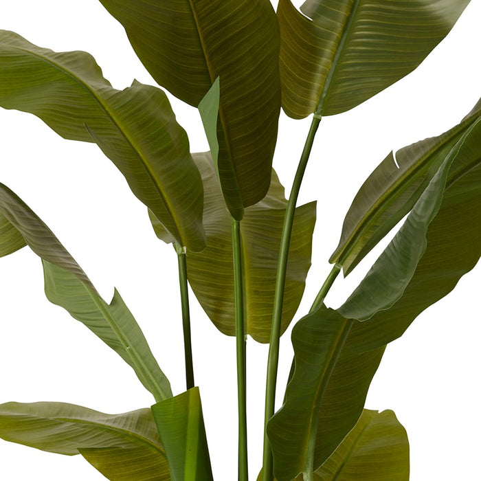 Palm Banana - Green, 150cm (H)