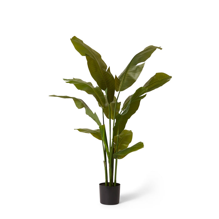Palm Banana - Green, 150cm (H)