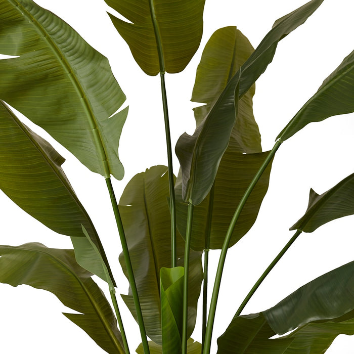 Palm Banana - Green, 180cm (H)