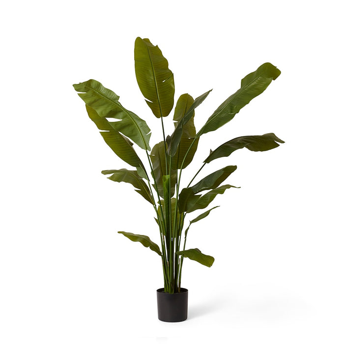 Palm Banana - Green, 180cm (H)