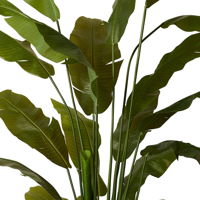 Palm Banana - Green, 210cm (H)