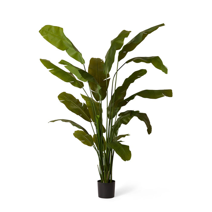 Palm Banana - Green, 210cm (H)