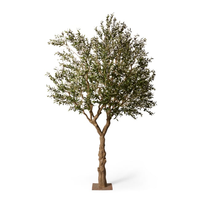 Olive Tree - Green, 300cm (H)
