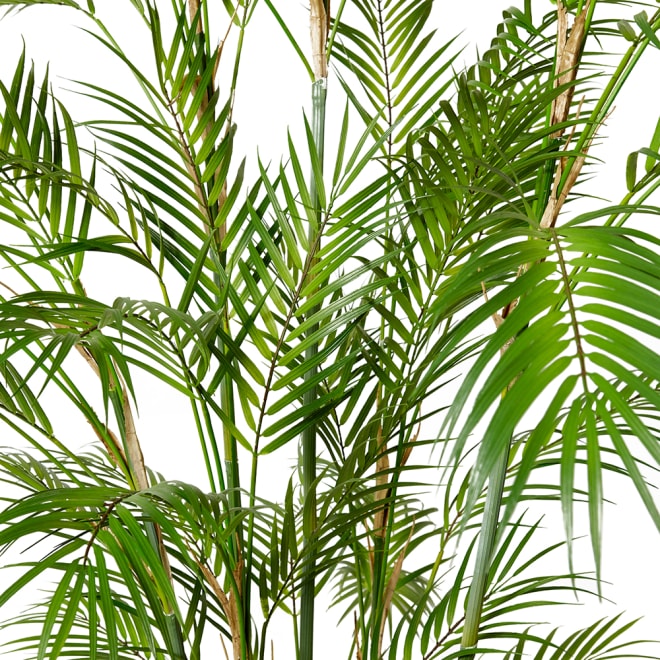 Palm Phoenix - Green, 180cm (H)
