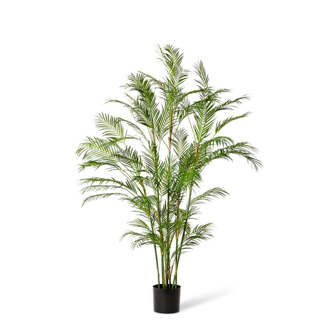 Palm Phoenix - Green, 180cm (H)
