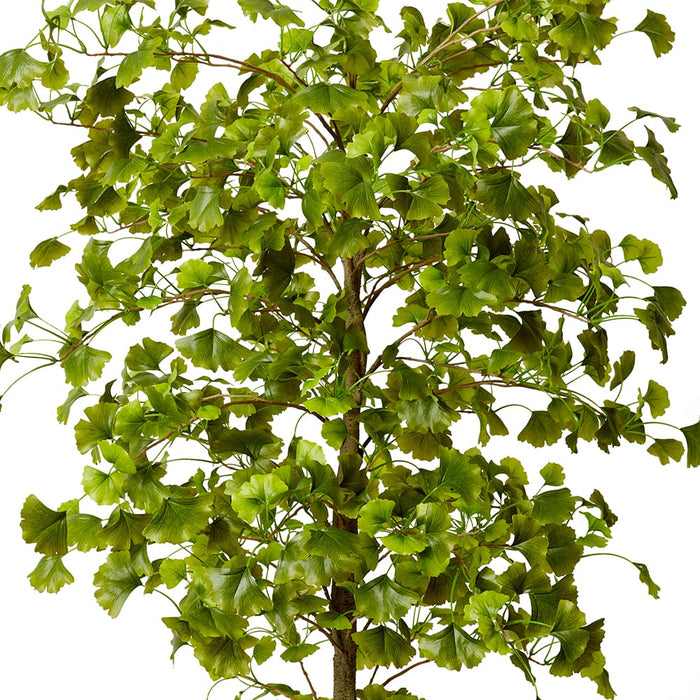 Ginkgo Tree - Green, 213cm (H)