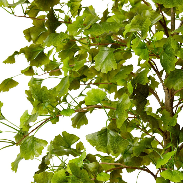 Ginkgo Tree - Green, 213cm (H)