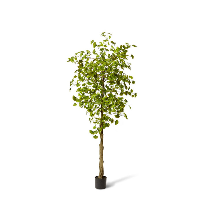 Ginkgo Tree - Green, 213cm (H)