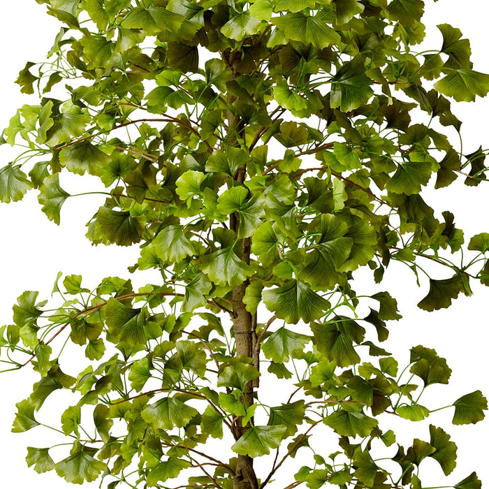 Ginkgo Tree - Green, 244cm (H)