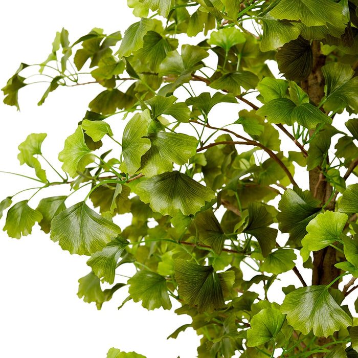 Ginkgo Tree - Green, 244cm (H)