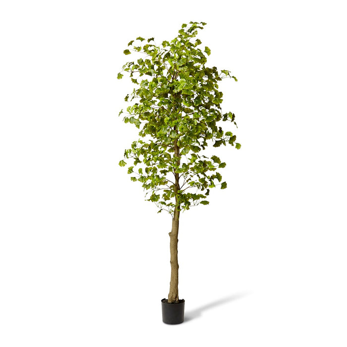 Ginkgo Tree - Green, 244cm (H)