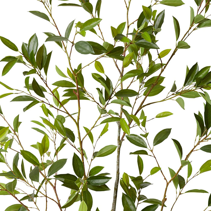 Citrus Tree - Green, 213cm (H)