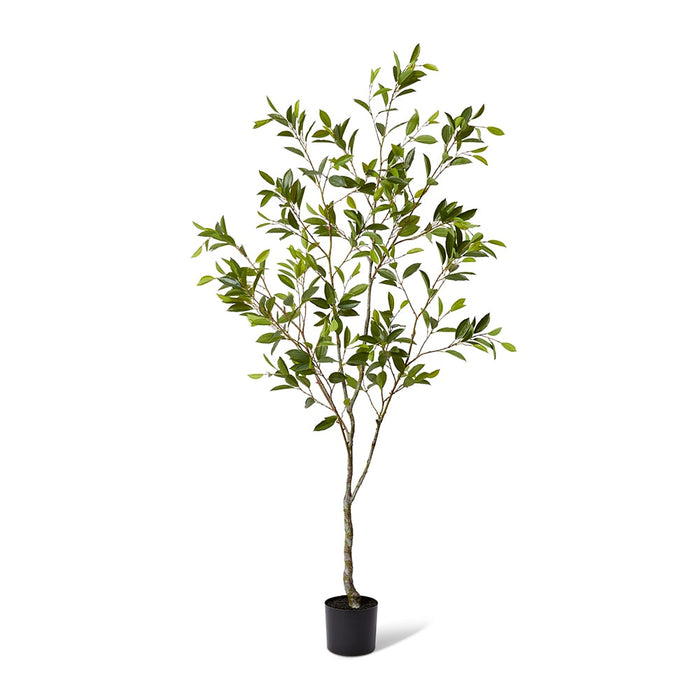 Citrus Tree - Green, 213cm (H)
