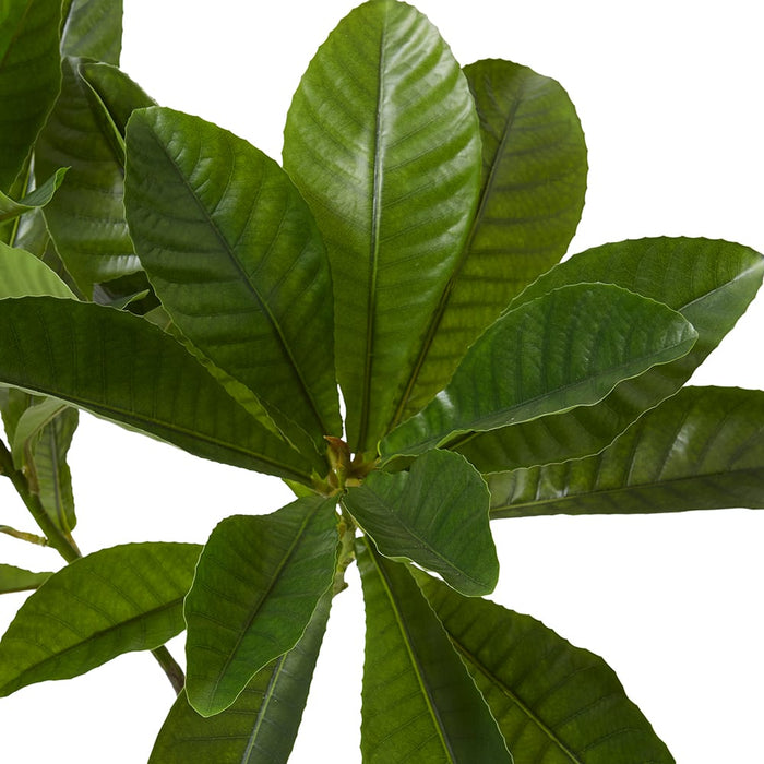 Loquat Tree - Green, 120cm (H)
