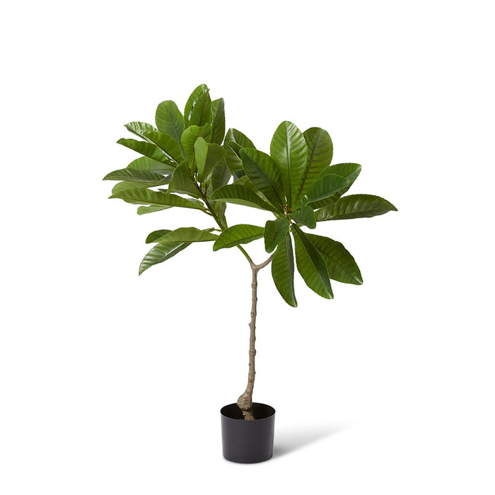 Loquat Tree - Green, 120cm (H)
