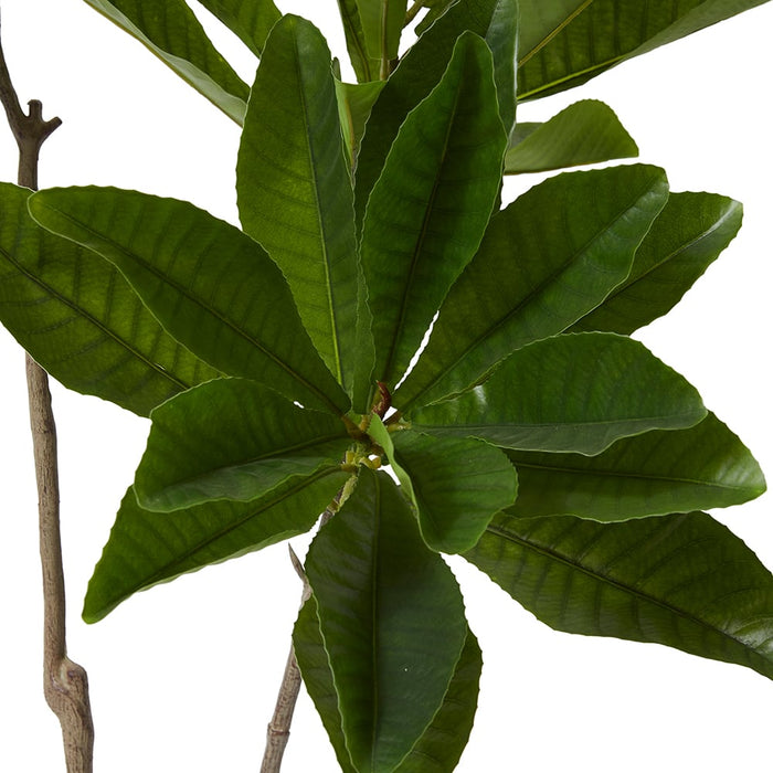 Loquat Tree - Green, 150cm (H)