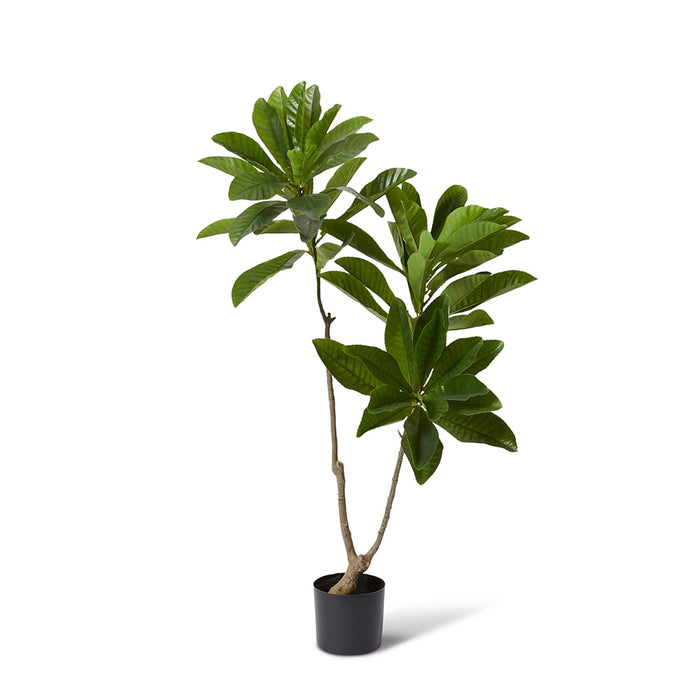 Loquat Tree - Green, 150cm (H)