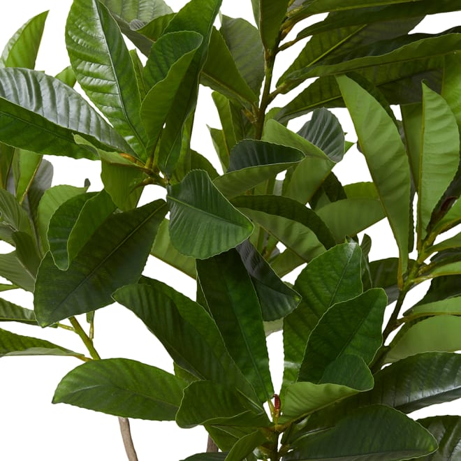 Loquat Tree - Green, 180cm (H)