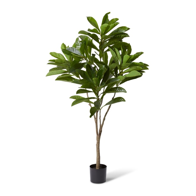 Loquat Tree - Green, 180cm (H)
