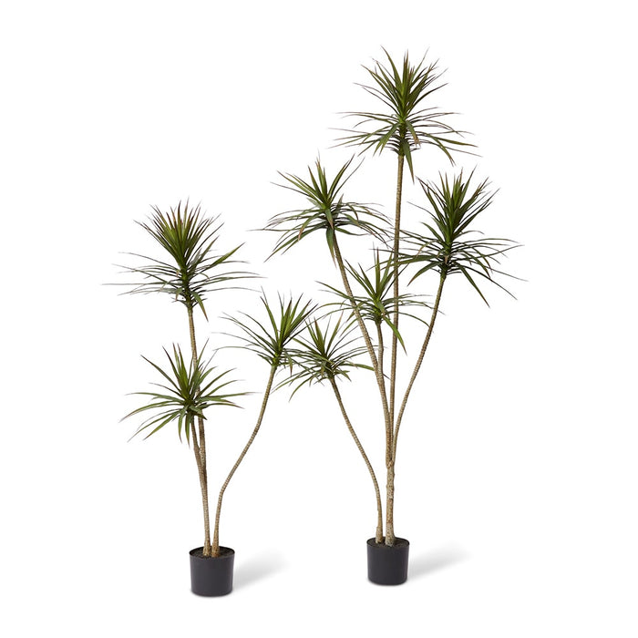Yucca Tree - Green, 150cm (H)