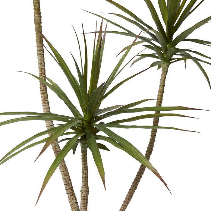 Yucca Tree - Green, 150cm (H)