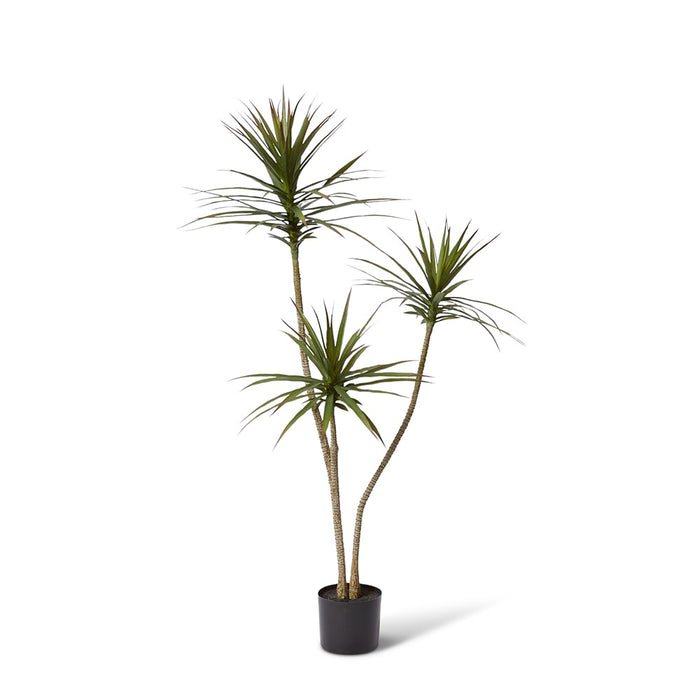 Yucca Tree - Green, 150cm (H)