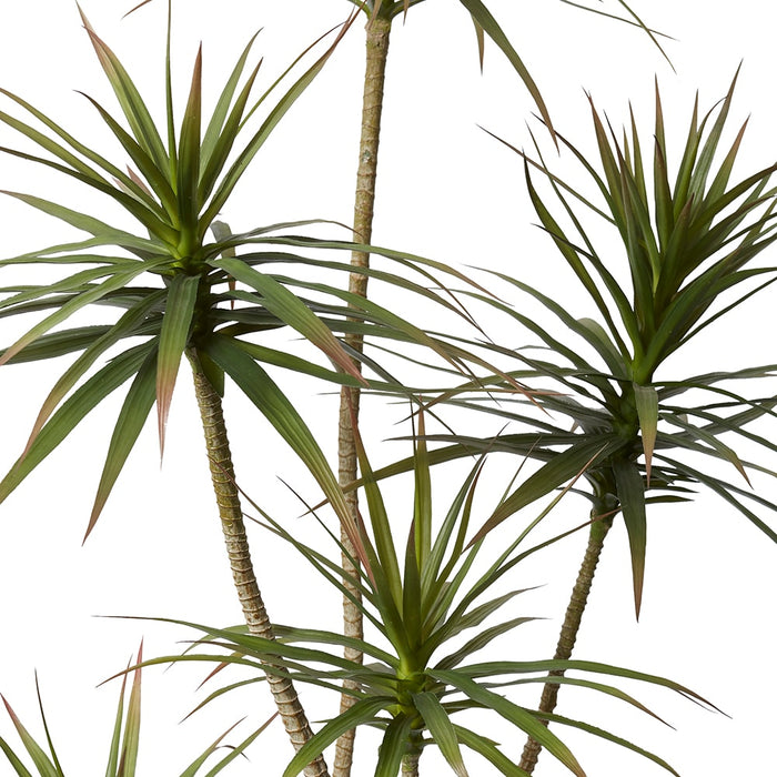 Yucca Tree - Green, 205cm (H)