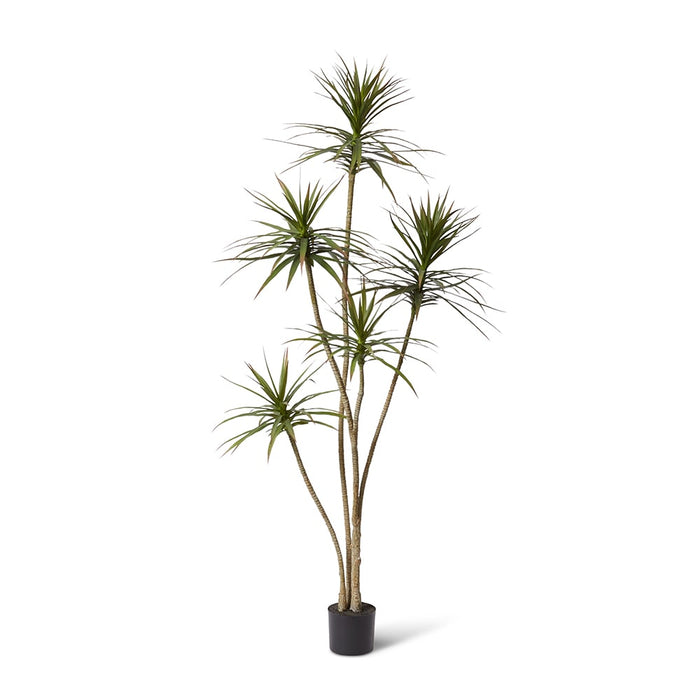 Yucca Tree - Green, 205cm (H)