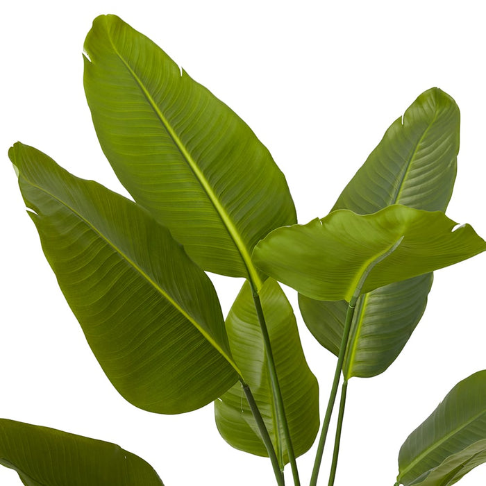 Bird of Paradise - Green, 120cm (H)