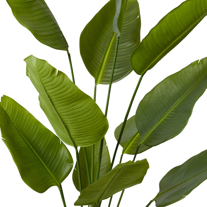 Bird of Paradise - Green, 180cm (H)