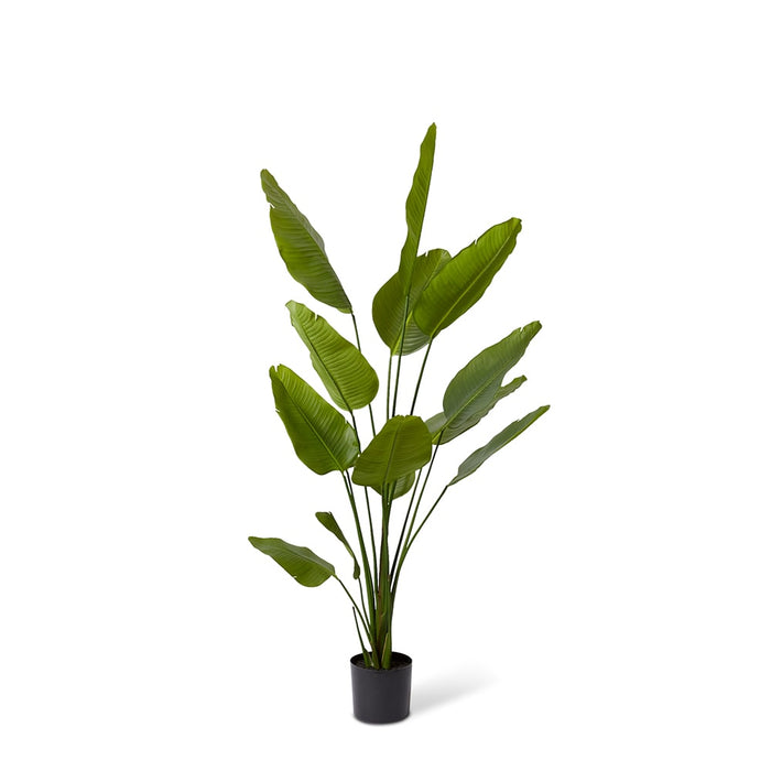 Bird of Paradise - Green, 180cm (H)