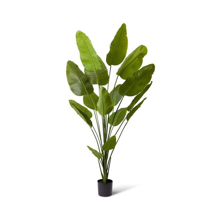 Bird of Paradise - Green, 210cm (H)