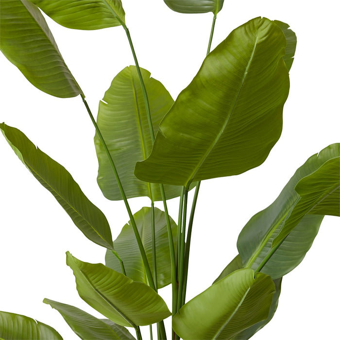 Bird of Paradise - Green, 240cm (H)