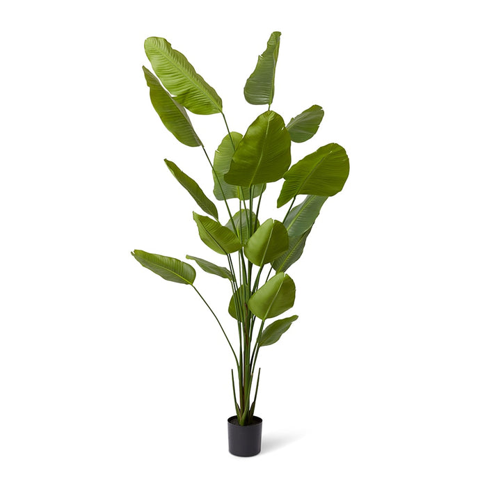 Bird of Paradise - Green, 240cm (H)