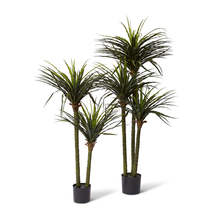 Dracaena Grass Tree Potted (Ou - Green, 130cm (H)