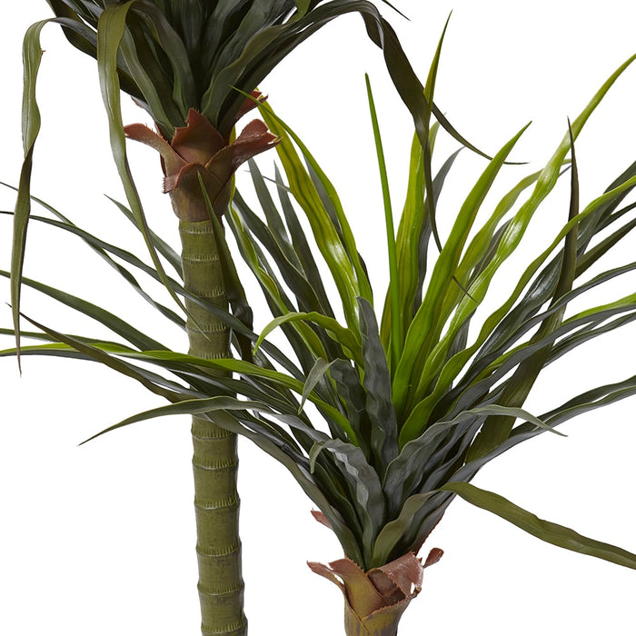 Dracaena Grass Tree Potted (Ou - Green, 130cm (H)