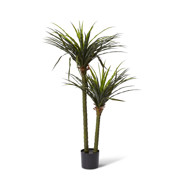 Dracaena Grass Tree Potted (Ou - Green, 130cm (H)