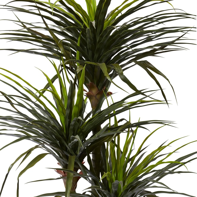 Dracaena Grass Tree Potted (Outdoor) - Green, 163cm (H)
