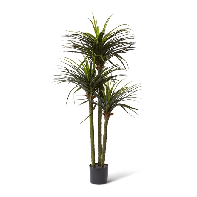 Dracaena Grass Tree Potted (Outdoor) - Green, 163cm (H)