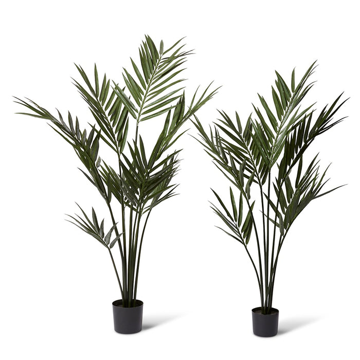 Palm Kentia (Outdoor) - Green, 183cm (H)