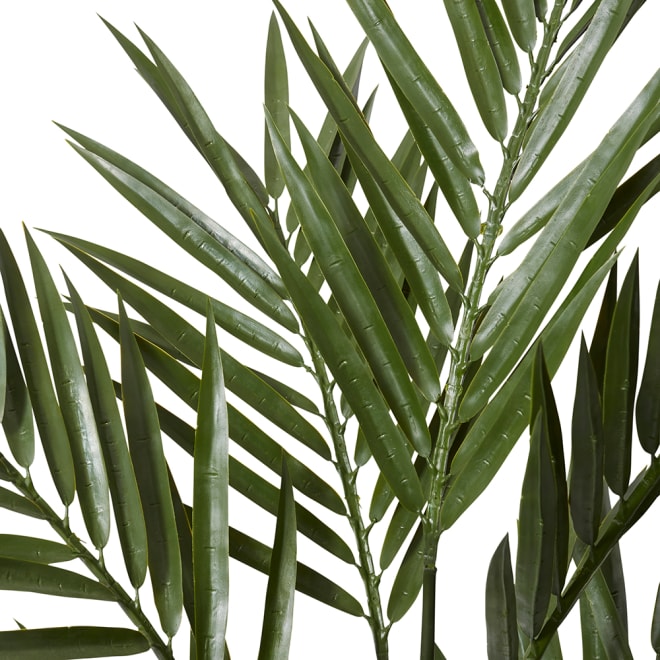 Palm Kentia (Outdoor) - Green, 183cm (H)