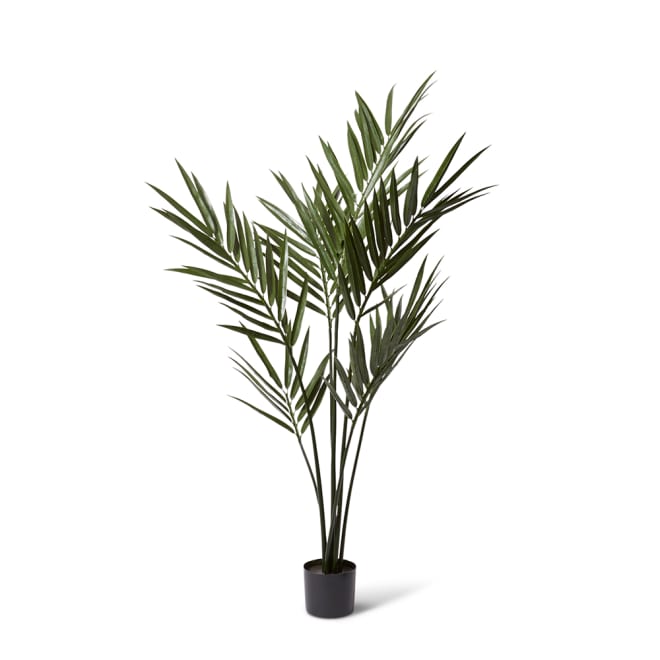 Palm Kentia (Outdoor) - Green, 183cm (H)