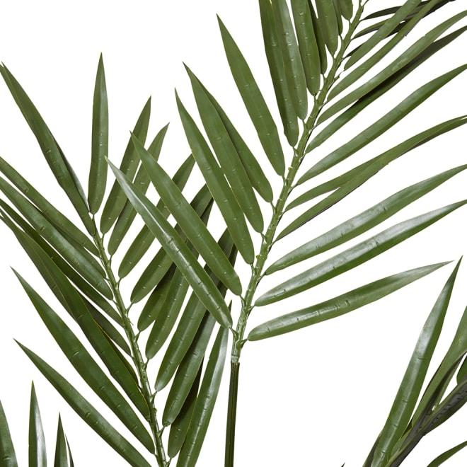 Palm Kentia (Outdoor) - Green, 213cm (H)