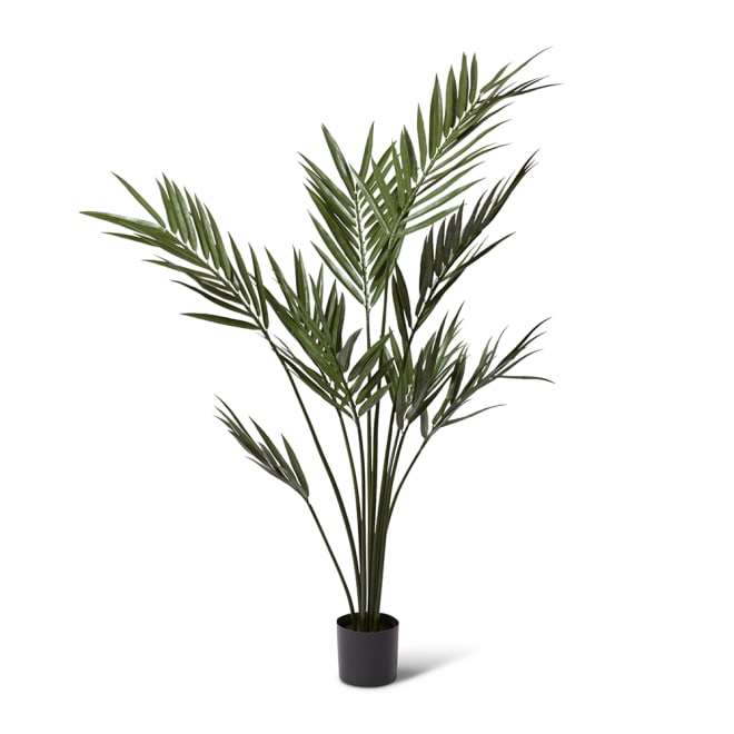 Palm Kentia (Outdoor) - Green, 213cm (H)