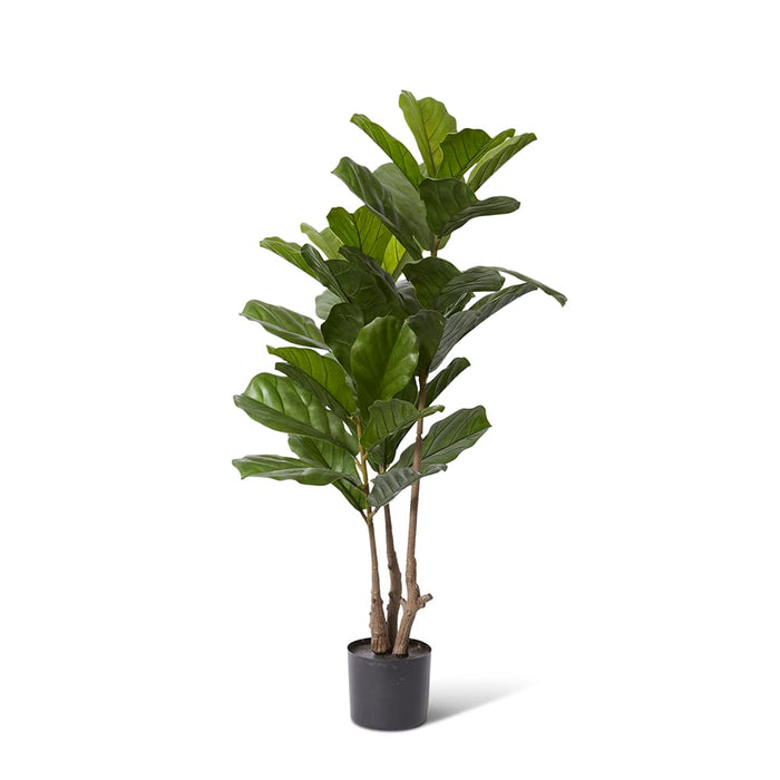Fiddle Tree (Outdoor) - Green, 122cm (H)